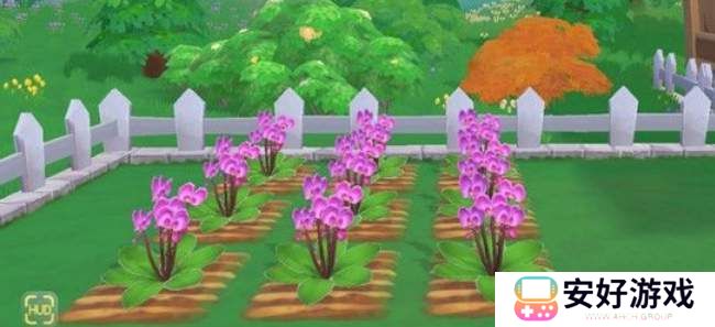 摩尔庄园蝴蝶兰有什么用？